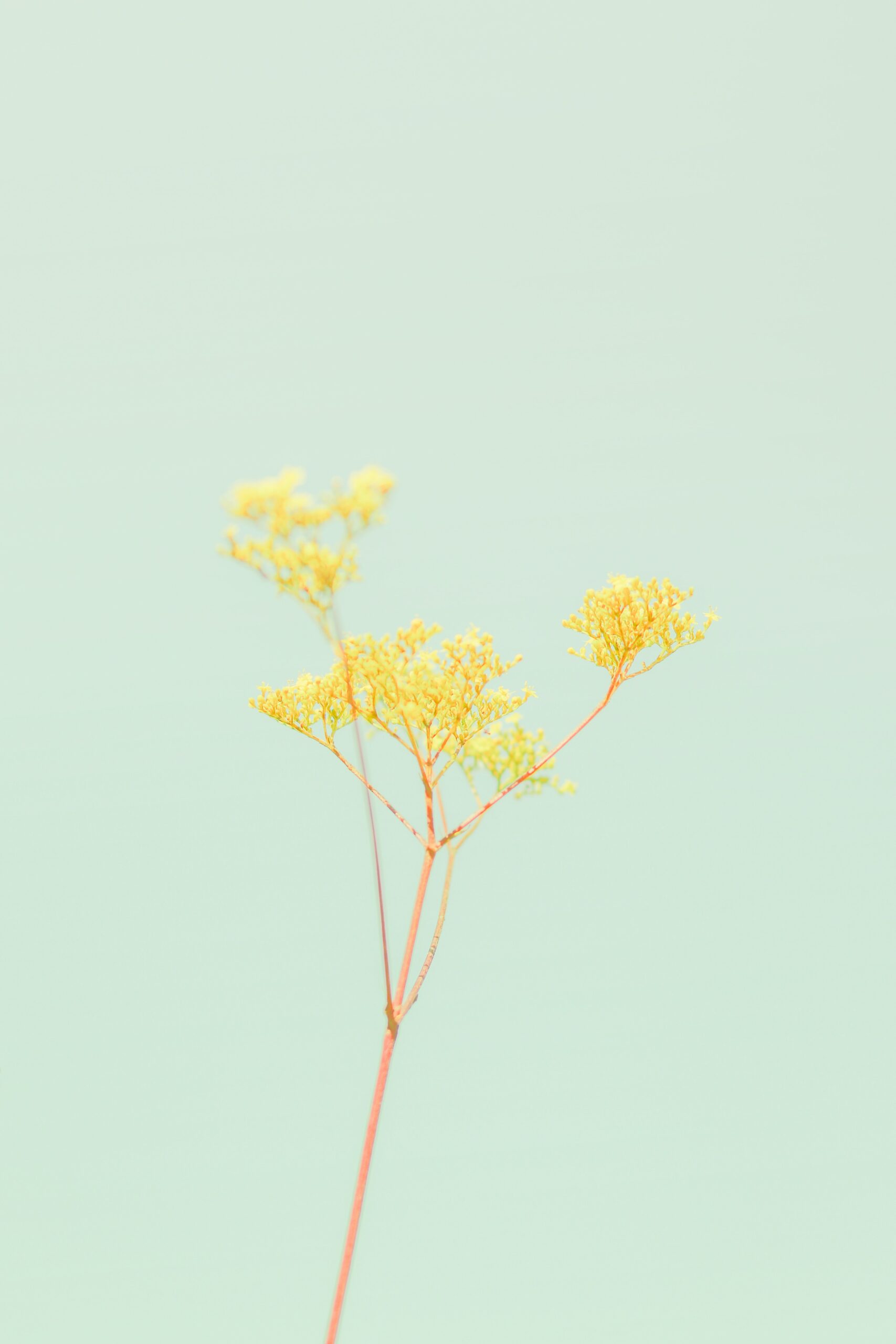 Branche florale décorative représentant le service décoration et finitions de COUPDEPOUSSEFRANCAIS